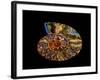 Nautilus III-LightBoxJournal-Framed Giclee Print