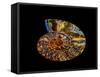 Nautilus III-LightBoxJournal-Framed Stretched Canvas