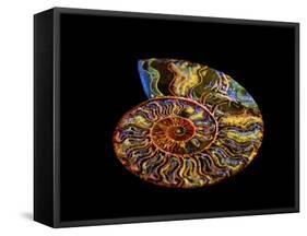 Nautilus III-LightBoxJournal-Framed Stretched Canvas