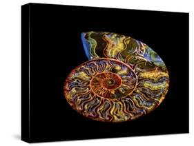 Nautilus III-LightBoxJournal-Stretched Canvas