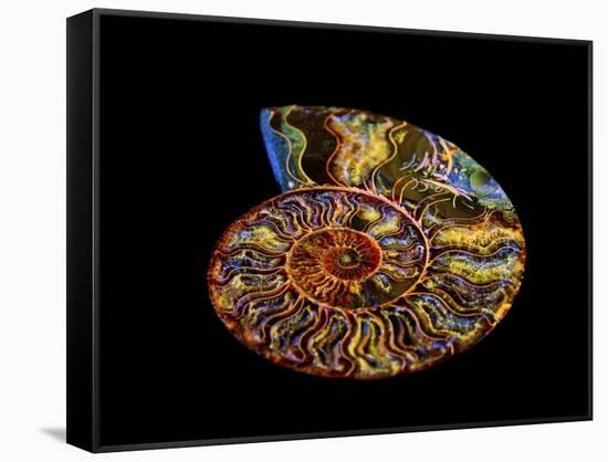 Nautilus III-LightBoxJournal-Framed Stretched Canvas