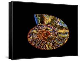 Nautilus III-LightBoxJournal-Framed Stretched Canvas