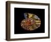 Nautilus III-LightBoxJournal-Framed Premium Giclee Print