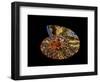 Nautilus III-LightBoxJournal-Framed Premium Giclee Print