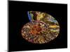 Nautilus III-LightBoxJournal-Mounted Premium Giclee Print