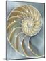 Nautilus in Blue I-Caroline Kelly-Mounted Art Print