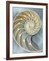 Nautilus in Blue I-Caroline Kelly-Framed Art Print