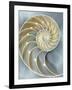 Nautilus in Blue I-Caroline Kelly-Framed Art Print