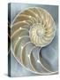 Nautilus in Blue I-Caroline Kelly-Stretched Canvas