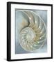 Nautilus in Blue II-Caroline Kelly-Framed Giclee Print