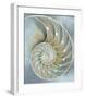 Nautilus in Blue II-Caroline Kelly-Framed Giclee Print