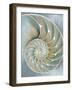 Nautilus in Blue II-Caroline Kelly-Framed Art Print