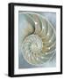 Nautilus in Blue II-Caroline Kelly-Framed Art Print