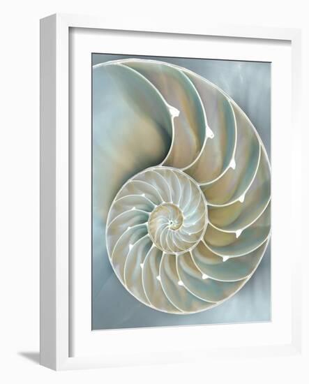 Nautilus in Blue II-Caroline Kelly-Framed Art Print