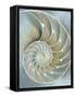 Nautilus in Blue II-Caroline Kelly-Framed Stretched Canvas