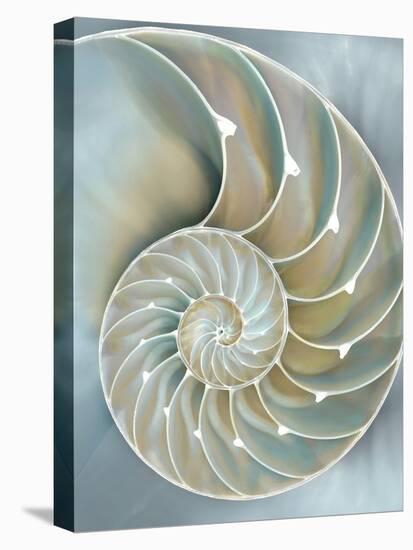 Nautilus in Blue II-Caroline Kelly-Stretched Canvas