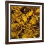 Nautilus in Gold II-Sharon Gordon-Framed Art Print