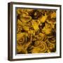 Nautilus in Gold II-Sharon Gordon-Framed Art Print