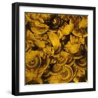 Nautilus in Gold II-Sharon Gordon-Framed Art Print