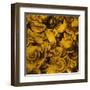 Nautilus in Gold II-Sharon Gordon-Framed Art Print