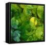 Nautilus in Green II-Sharon Gordon-Framed Stretched Canvas