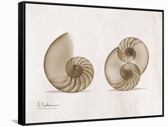 Nautilus Moments-Albert Koetsier-Framed Stretched Canvas