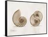 Nautilus Moments-Albert Koetsier-Framed Stretched Canvas