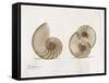 Nautilus Moments-Albert Koetsier-Framed Stretched Canvas