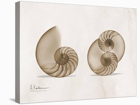 Nautilus Moments-Albert Koetsier-Stretched Canvas