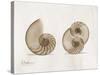 Nautilus Moments-Albert Koetsier-Stretched Canvas