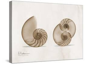 Nautilus Moments-Albert Koetsier-Stretched Canvas