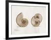 Nautilus Moments-Albert Koetsier-Framed Art Print