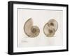 Nautilus Moments-Albert Koetsier-Framed Art Print