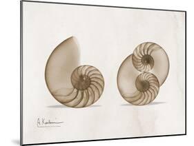 Nautilus Moments-Albert Koetsier-Mounted Art Print