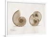 Nautilus Moments-Albert Koetsier-Framed Art Print