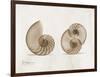 Nautilus Moments-Albert Koetsier-Framed Art Print