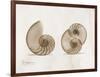 Nautilus Moments-Albert Koetsier-Framed Art Print