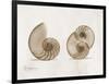 Nautilus Moments-Albert Koetsier-Framed Art Print