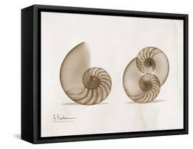 Nautilus Moments-Albert Koetsier-Framed Stretched Canvas