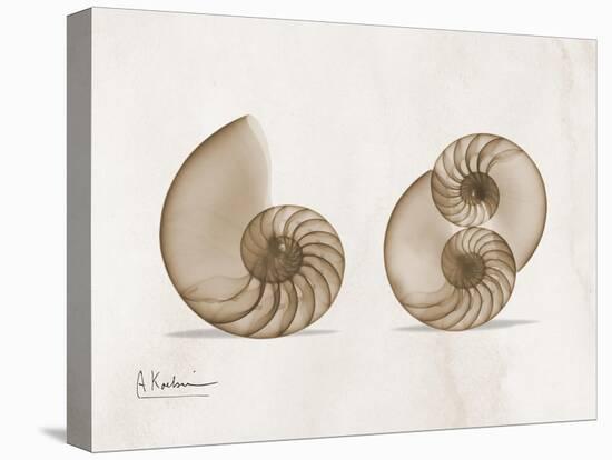 Nautilus Moments-Albert Koetsier-Stretched Canvas