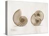 Nautilus Moments-Albert Koetsier-Stretched Canvas