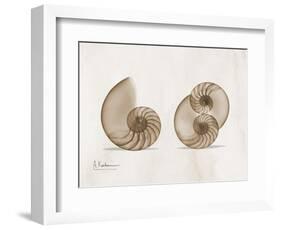 Nautilus Moments-Albert Koetsier-Framed Art Print