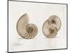 Nautilus Moments-Albert Koetsier-Mounted Art Print