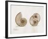 Nautilus Moments-Albert Koetsier-Framed Art Print