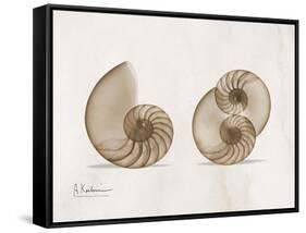 Nautilus Moments-Albert Koetsier-Framed Stretched Canvas