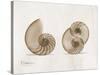 Nautilus Moments-Albert Koetsier-Stretched Canvas