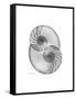 Nautilus Pair 2-Albert Koetsier-Framed Stretched Canvas