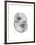 Nautilus Pair 2-Albert Koetsier-Framed Premium Giclee Print