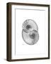 Nautilus Pair 2-Albert Koetsier-Framed Premium Giclee Print