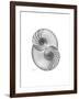 Nautilus Pair 2-Albert Koetsier-Framed Premium Giclee Print